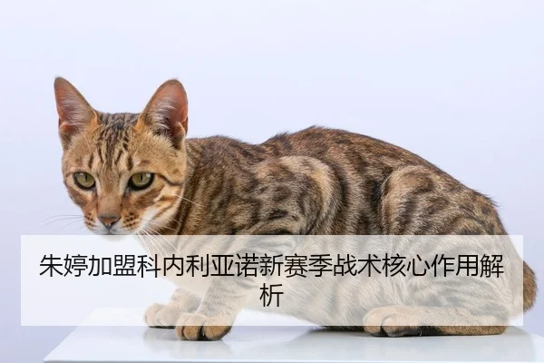 zhu-ting-jia-meng-ke-nei-li-ya-nuo-xin-sai-ji-zhan-shu-he-xin-zuo-yong-jie-xi-2-515.jpg